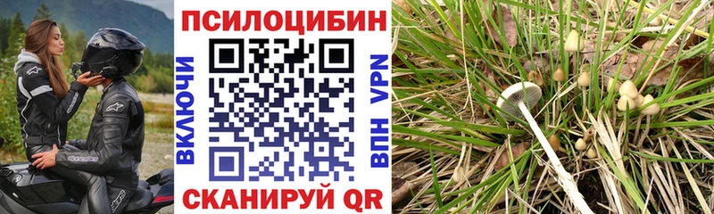 Галлюциногенные грибы прущие грибы  где найти   Сусуман 